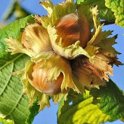 Фундук ТОНДА РОМАНА в Пензе