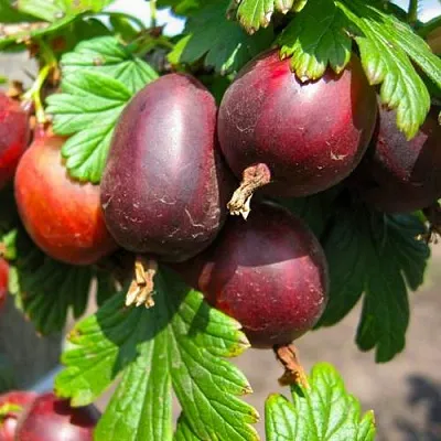 Крыжовник ЧЕРНОСЛИВОВЫЙ  Крыжовник ЧЕРНОСЛИВОВЫЙ в Пензе