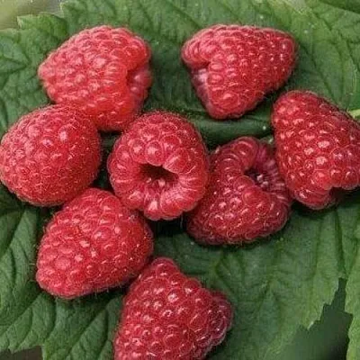 Малина ЗЮГАНА в Пензе