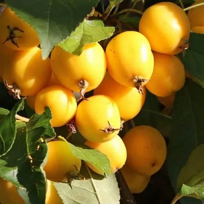 Яблоня ГОЛДЕН ХОРНЕТ декоративная  Яблоня ГОЛДЕН ХОРНЕТ декоративная в Пензе