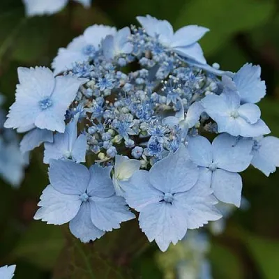 Гортензия БЛЮ ДЕКЛ пильчатая  Гортензия БЛЮ ДЕКЛ пильчатая в Пензе