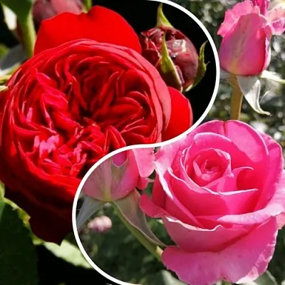 Комплект РОМАНТИЧЕСКИЙ БУКЕТ в Пензе