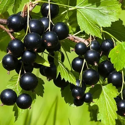 Смородина чёрная БЕЛОРУССКАЯ СЛАДКАЯ  Смородина чёрная БЕЛОРУССКАЯ СЛАДКАЯ в Пензе