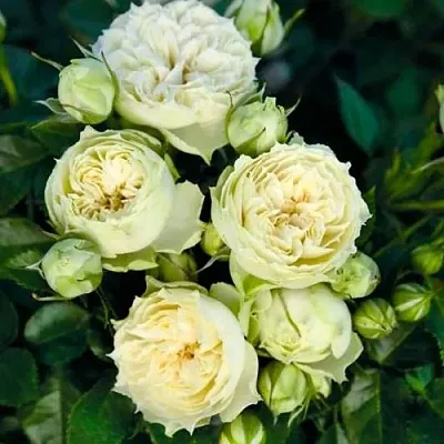 Саженцы роз БЛАНШЕТТ спрей  Саженцы роз БЛАНШЕТТ спрей в Пензе