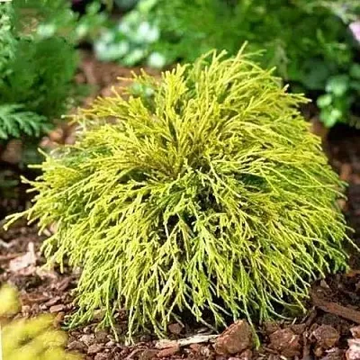 Кипарисовик ВАВЕЛ горохоплодный в Пензе