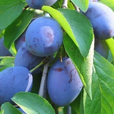 Слива ПЕРДРИГОН  Слива ПЕРДРИГОН в Пензе