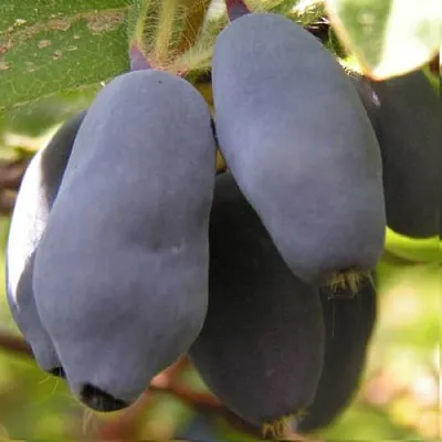 Жимолость съедобная КРУПНОПЛОДНАЯ в Пензе