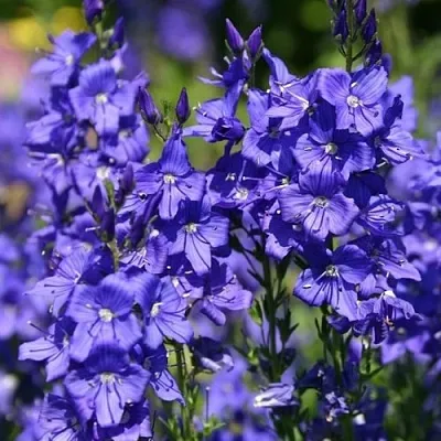 Вероника австрийская в Пензе