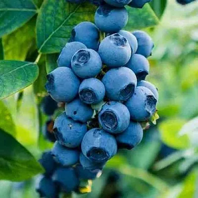 Голубика БОНИФАЦИЙ  Голубика БОНИФАЦИЙ в Пензе