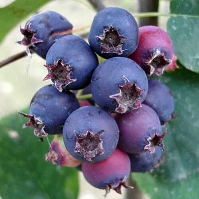 Ирга SLEYT  Ирга SLEYT в Пензе