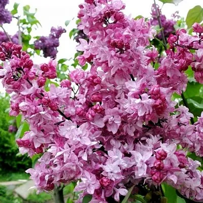 Сирень ОЛИМПИАДА КОЛЕСНИКОВА в Пензе