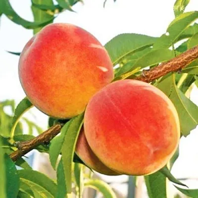 Персик ОНТАРИО  Персик ОНТАРИО в Пензе
