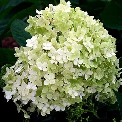 Гортензия СТЕРИЛИС древовидная   Гортензия СТЕРИЛИС древовидная  в Пензе