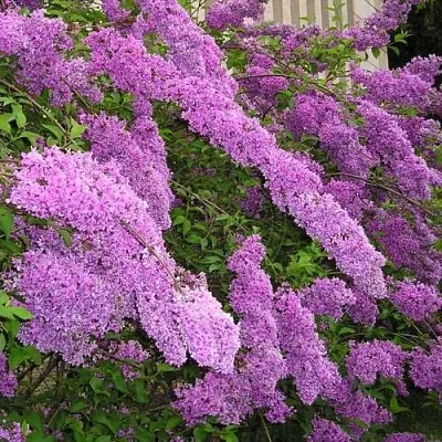 Сирень КИТАЙСКАЯ в Пензе