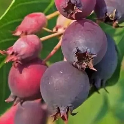 Ирга MANDAN  Ирга MANDAN в Пензе