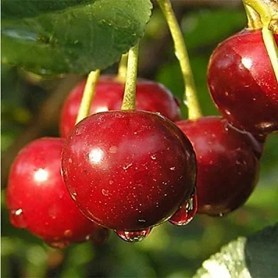 Дюк ПРЕВОСХОДНАЯ ВЕНЬЯМИНОВА  Дюк ПРЕВОСХОДНАЯ ВЕНЬЯМИНОВА в Пензе