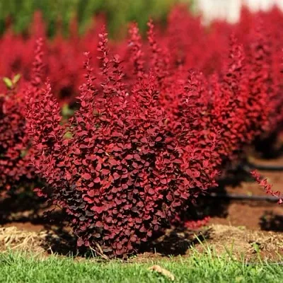 Барбарис ОРАНЖ РОКЕТ тунберга в Пензе