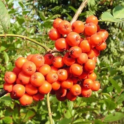 Рябина КОНЦЕНТРА сладкоплодная  Рябина КОНЦЕНТРА сладкоплодная в Пензе