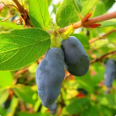 Жимолость съедобная БОРЕАЛ БЛИЗЗАРД (СЕВЕРНАЯ МЕТЕЛЬ) в Пензе