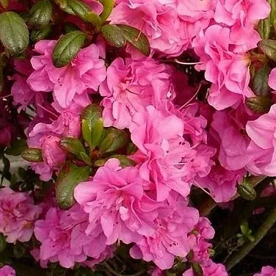 Азалия ПЕТТИКОУТ японская  Азалия ПЕТТИКОУТ японская в Пензе