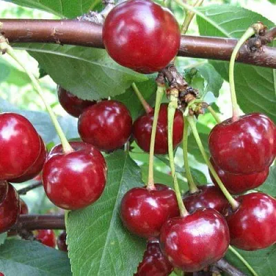 Вишня ТУРГЕНЕВКА в Пензе