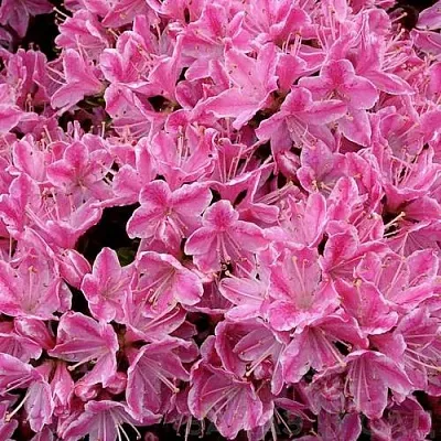 Азалия КЕРМЕСИНА РОУЗ японская  Азалия КЕРМЕСИНА РОУЗ японская в Пензе