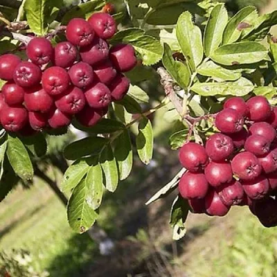 Рябина БУРКА сладкоплодная  Рябина БУРКА сладкоплодная в Пензе