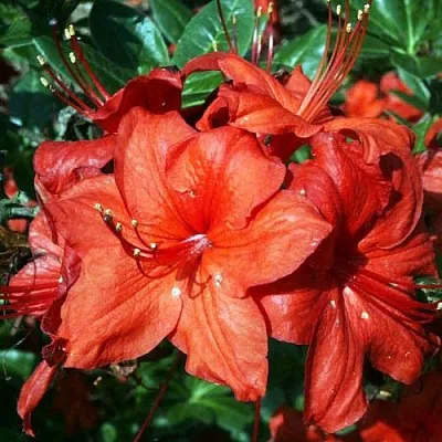 Азалия ДОЛОРОСО листопадная  Азалия ДОЛОРОСО листопадная в Пензе