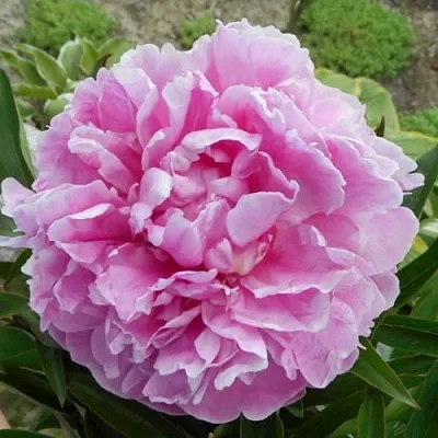 Пион РИМ травянистый  Пион РИМ травянистый в Пензе