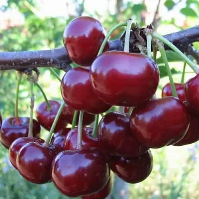 Дюк ИВАНОВНА  Дюк ИВАНОВНА в Пензе