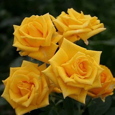 Саженцы роз ШАНИ спрей  Саженцы роз ШАНИ спрей в Пензе