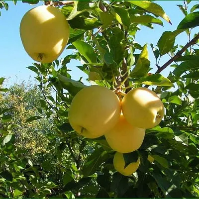 Яблоня ГОЛДЕН МИЛЛЕНИУМ  Яблоня ГОЛДЕН МИЛЛЕНИУМ в Пензе