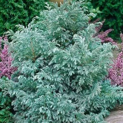 Кипарисовик БУЛЕВАРД горохоплодный  Кипарисовик БУЛЕВАРД горохоплодный в Пензе