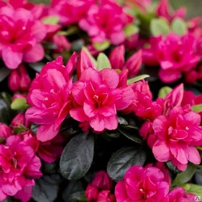 Азалия КАНЗОНЕТТА японская  Азалия КАНЗОНЕТТА японская в Пензе