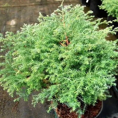 Кипарисовик СКВАРРОЗА горохоплодный в Пензе