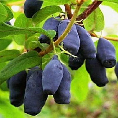 Жимолость съедобная МОСКОВСКАЯ в Пензе