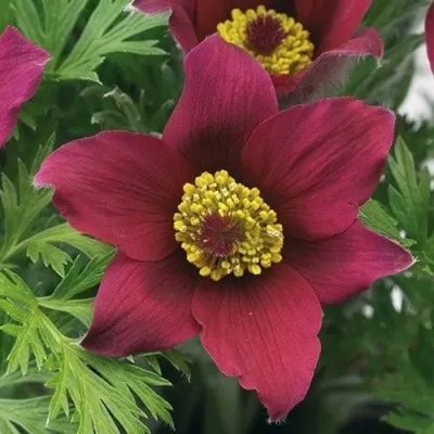 Прострел ПИНВИЛ РЕД ШЕЙДЕС в Пензе