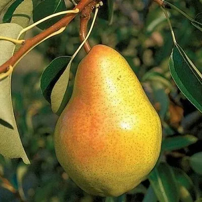 Груша ВЕЛЕСА  Груша ВЕЛЕСА в Пензе