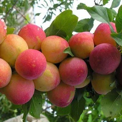 Слива СКОРОПЛОДНАЯ  Слива СКОРОПЛОДНАЯ в Пензе