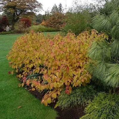 Дерен  АННА ВИНТЕР ОРАНЖ кроваво-красный    Дерен  АННА ВИНТЕР ОРАНЖ кроваво-красный   в Пензе
