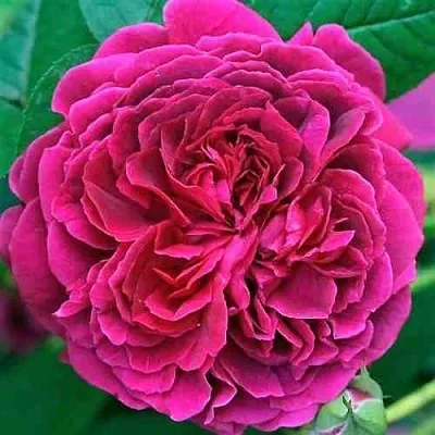 Саженцы роз ВИЛЬЯМ ШЕКСПИР английская  Саженцы роз ВИЛЬЯМ ШЕКСПИР английская в Пензе