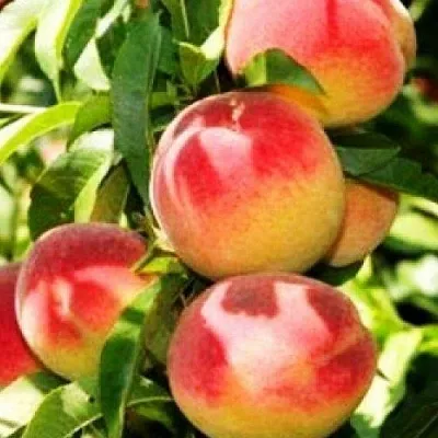 Персик НОВОСЕЛКОВСКИЙ  Персик НОВОСЕЛКОВСКИЙ в Пензе