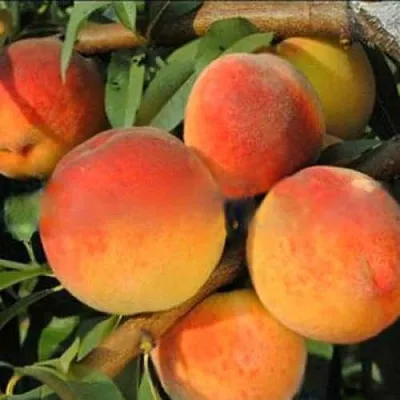 Персик РОЯЛ ВИ  Персик РОЯЛ ВИ в Пензе