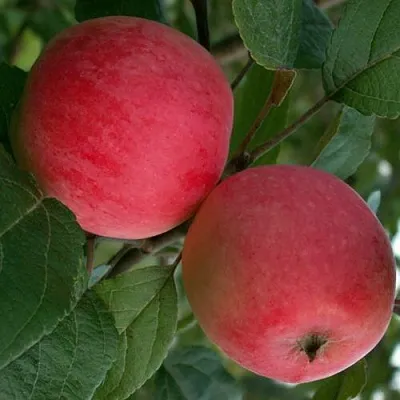 Яблоня СУЙСЛЕПСКОЕ (МАЛИНОВКА)  Яблоня СУЙСЛЕПСКОЕ (МАЛИНОВКА) в Пензе