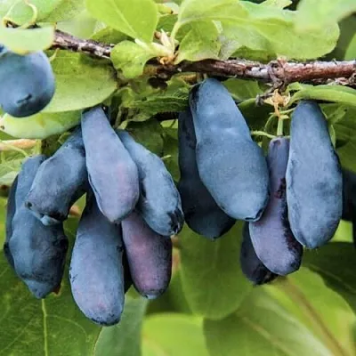 Жимолость съедобная СИБИРЯЧКА в Пензе