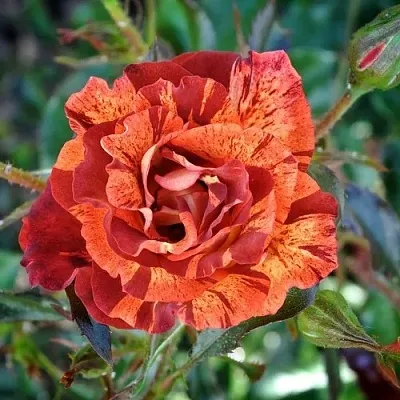 Саженцы роз САММЕР ЛОДЖ шраб  Саженцы роз САММЕР ЛОДЖ шраб в Пензе