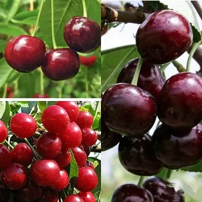 Комплект ВИШНЕВЫЙ САД в Пензе