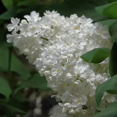 Сирень РУССКИЙ СЕВЕР  Сирень РУССКИЙ СЕВЕР в Пензе