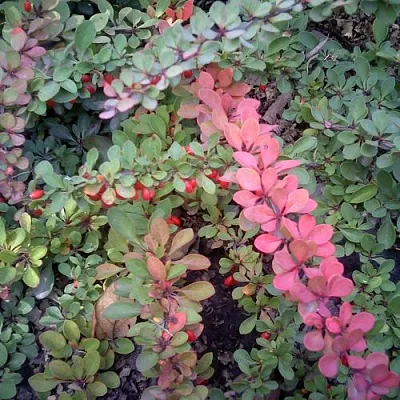 Барбарис ГРИН КАРПЕТ тунберга в Пензе