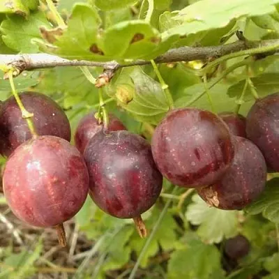 Крыжовник СМЕНА  Крыжовник СМЕНА в Пензе